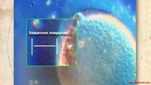 СимптоТермальный Метод Распознавания Плодности (СТМРП, СТ-метод) - Урок3-1 Часть2