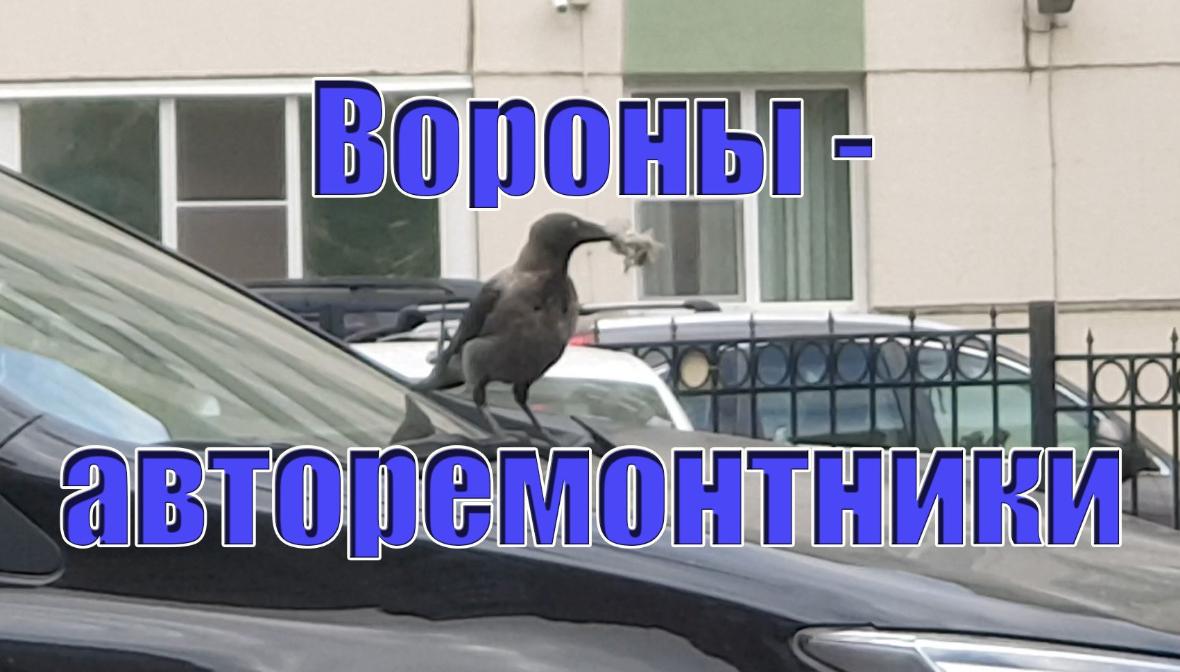 Вороны конопатят Тойоту