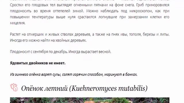 Грибы опята. Съедобные грибы опята: виды, фото.