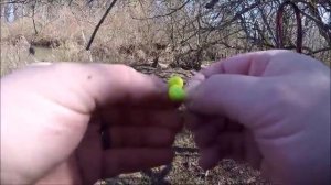 Pond Fishing for Winter Trout