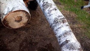 Валежник пособирали .