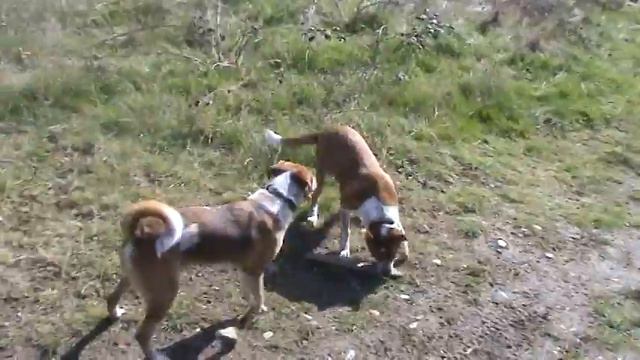 Blue Heeler Chines sharpei mixed puppies смотреть онлайн