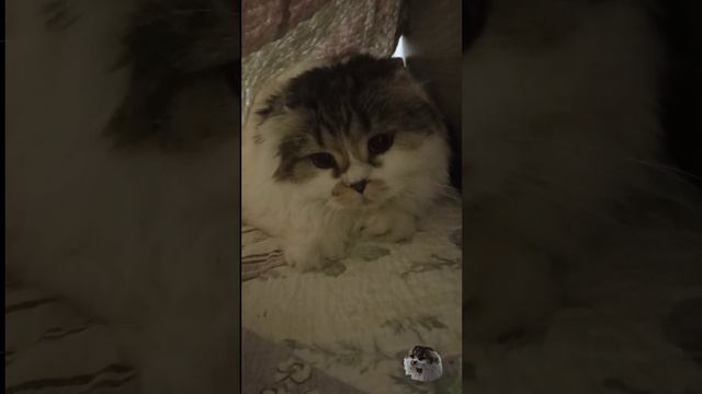 Голодный Филя