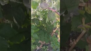 Малина Полонез 28 09 2023 Активное созревание