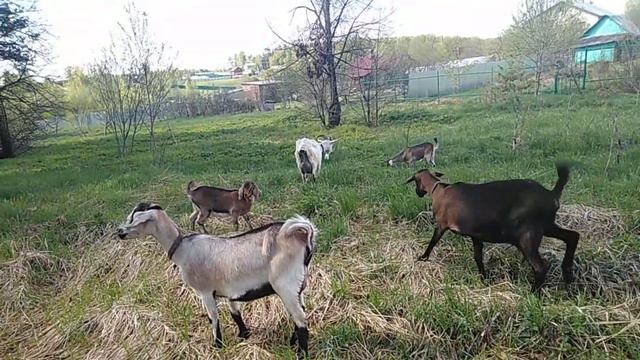 Гельминты у коз
