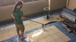 БОИТСЯ ЛИ КРОКОДИЛ ЧЕЛОВЕКА? Что делать с наглым вожаком в группе крокодилов?!