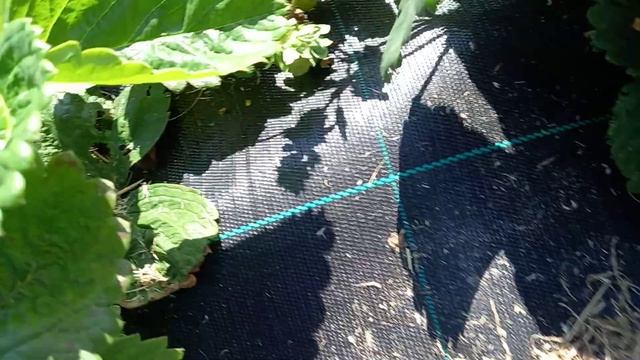 16 июня. Ранние сорта земляники крупноплодной Азия и Моллинг столетие. Ягода Азии на весах 75гр. смотреть онлайн