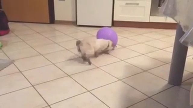 FOR Sale Kittens MEKONG BOBTAIL смотреть онлайн