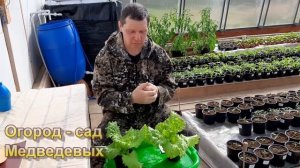 Как вырастить листовой салат в горшках без подкормки
