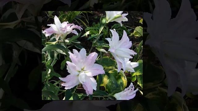 Нежность и красота смотреть онлайн