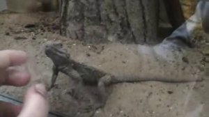 Ростовский зоопарк:ящерица,змея