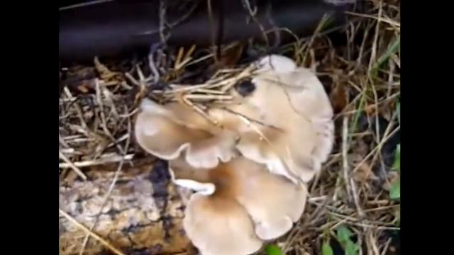 ГРИБЫ на огороде Вешенка на пнях ОБЗОР первых грибов Как вырастить грибы на даче Видео смотреть онлайн