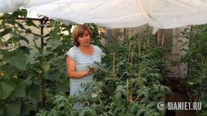 Томаты Как уберечь завязь в жару