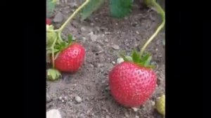 Фейт сорт клубники позднего срока созревания из Голландии