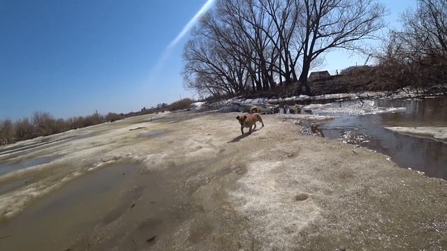 Рыбалка на паук 2021 или как мужик чуть не утонул ЁКЛМН ! Рыбалка на хапугу или паук ? Рыбалка 2021 смотреть онлайн