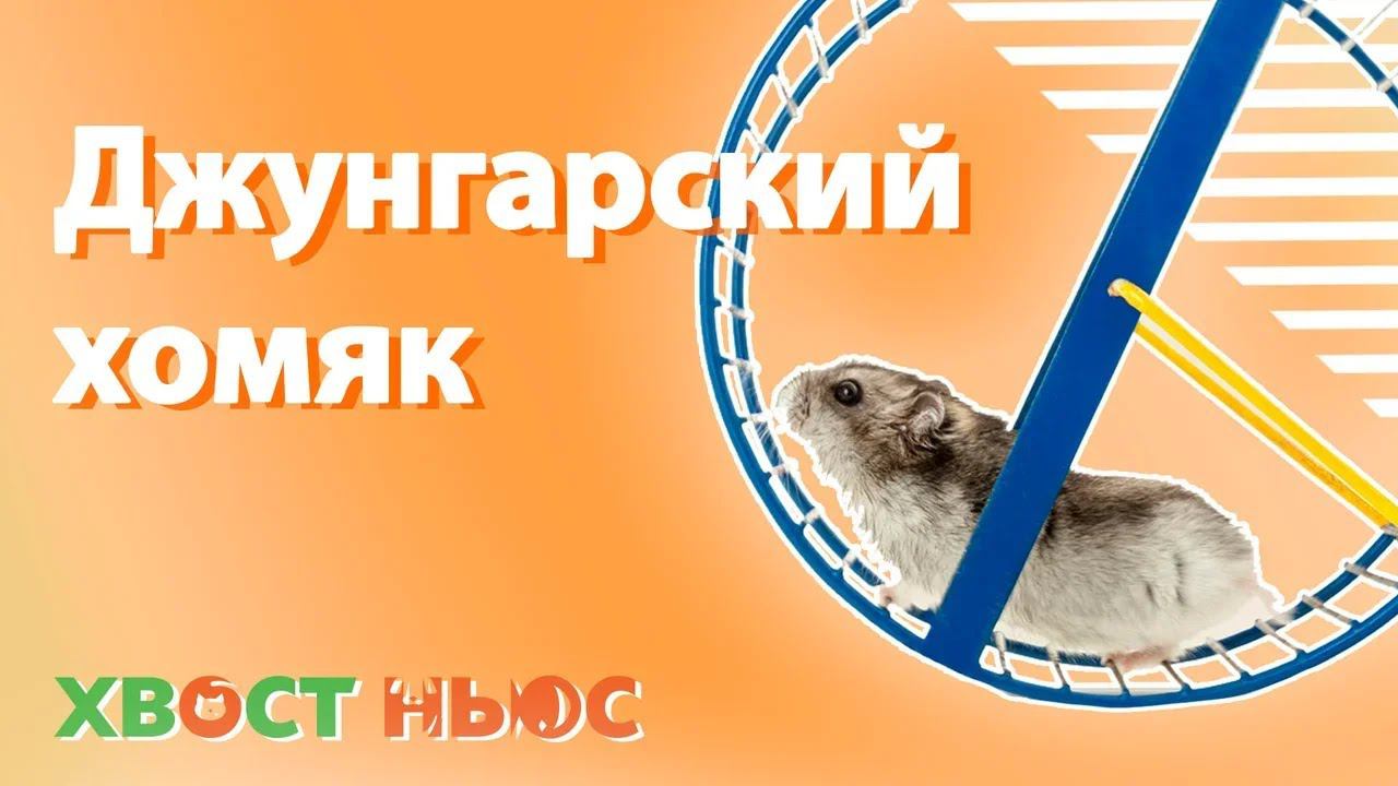 Все о  джунгарском хомяке