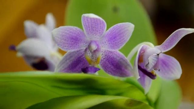 Orchid Haul from Louisiana Orchid Connection - Phalaenopsis Species смотреть онлайн