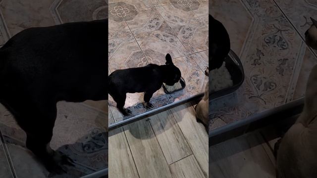 Кормление щенка, тренировка "выдержки" смотреть онлайн