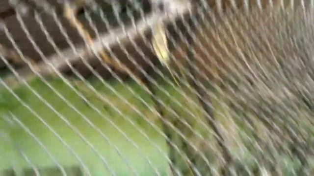 Животные Екатеринбургского зоопарка номер 1. смотреть онлайн