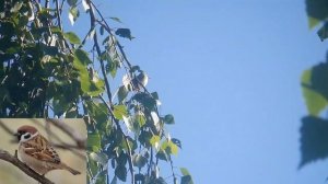 Кого копирует садовая камышовка? Анализ песни