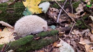 Ежик-альбинос Вега помогает собирать грибы: дождевики, опята. Золотая осень  в лесу. Еж, ежи, ежики