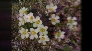 Великолепная Чукотка.  Россия.  Magnificent Chukotka  Russia