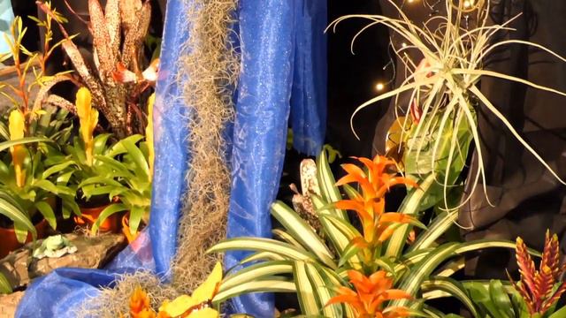GOLDEN BROMS 20th AUSTRALASIAN BROMELIAD CONFERENCE SHOW and DISPLAYS смотреть онлайн