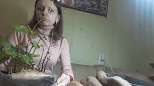 Обрезка ростков батата, сорта батата, слипы батата, когда сажать батат