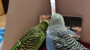 Птичкины красавчики попугайчики облюбовали свою птичку ❤️??