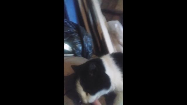 Кот Барсик 6