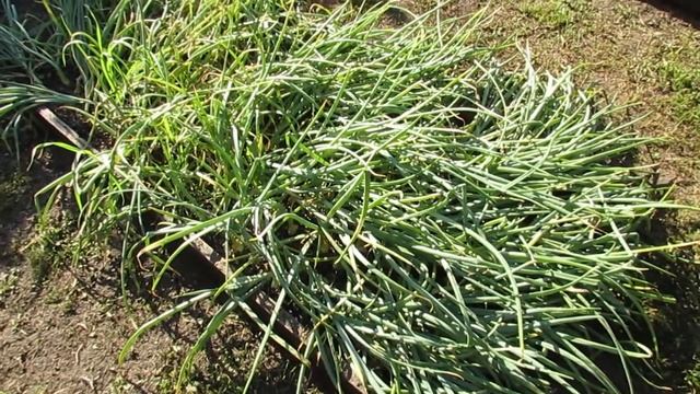 Лето 2020. Уборка лука (часть 1)... смотреть онлайн