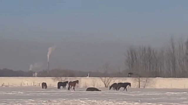 Кабы не было зимы и зимние радости смотреть онлайн