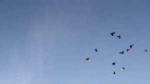 Агасиевские Бойные Голуби - Как Играют Бракованные Птенцы / Agasiev Pigeons ( Шваб Павел , Зуевка )