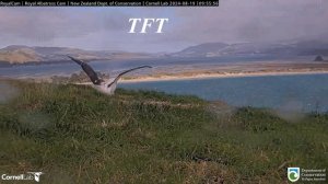 Альбатрос. Тренируемся к полету - The albatross. We are training for the flight