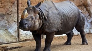 Носороги.  Виды носорогов.