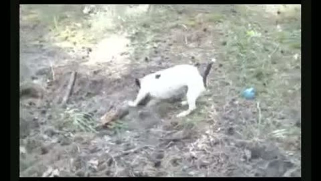 Джек рассел терьер