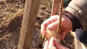 Прививка Фундука на МЕДВЕЖИЙ Орех.