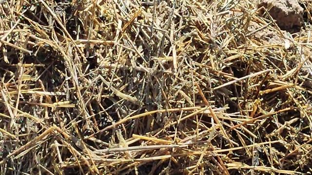 Раскрываем розы! смотреть онлайн