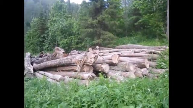 Надежды жителей пос Сарвы Нуримановского района на лесовосстановление