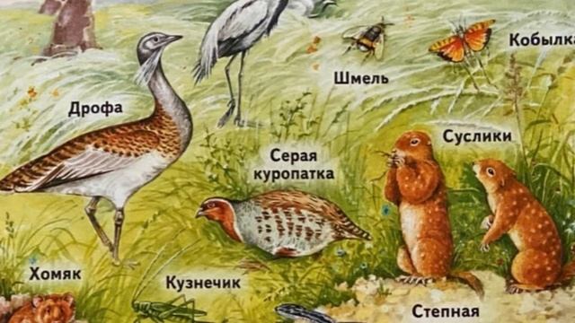 Окружающий мир. Степи