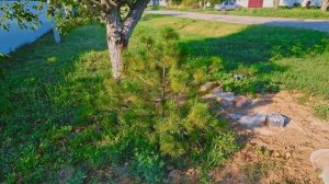 Что выжило! Итоги посадки большой ели и сосны. Какие особенности!