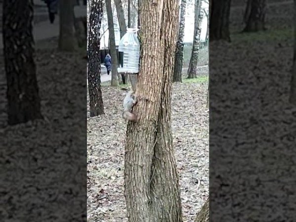 Белочки в городе #nature #squirrel