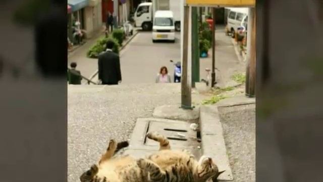 Котам все равно где спать,главное спать