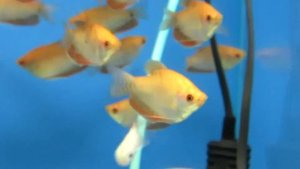 Аквариумная рыбка - Гурами Золотой.