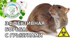 Как избавиться от мышей, крыс, грызунов. Методы борьбы с мышами, крысами.