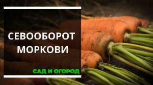 Выращиваем морковь по правилам севооборота