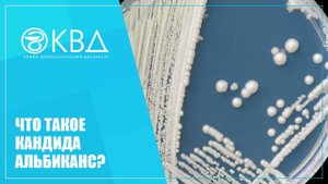 ✅ Что такое Кандида альбиканс