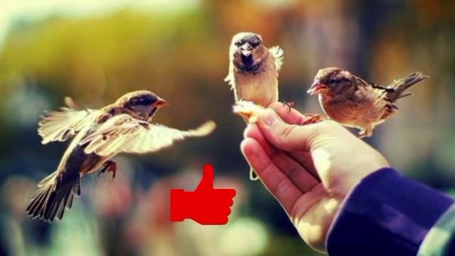 если вы поставите лайк это видео быстрее распространится спешите делать благое дело смотреть онлайн