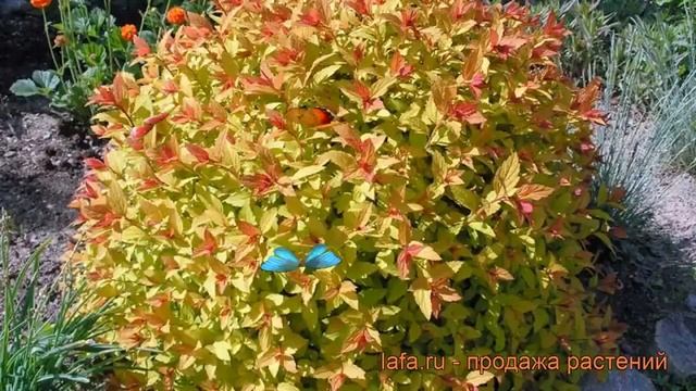 Спирея японская Мэджик Карпет (spiraea japonica) ? обзор: как сажать, саженцы спиреи Мэджик Карпет