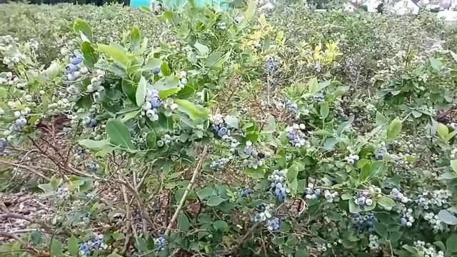 49🌿🍃Подружитесь, друзья, с голубикой...🍃🌿Продолжение смотреть онлайн